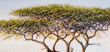 Load image into Gallery viewer, Acacia tree detail