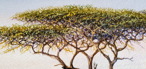 Acacia tree detail